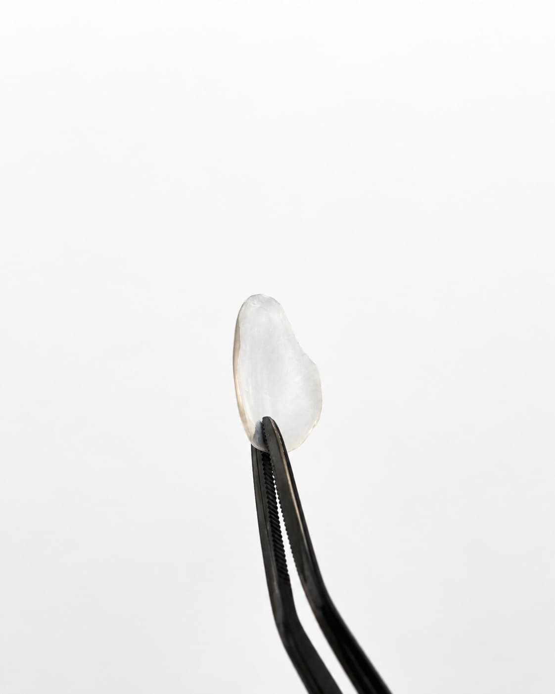 A veneer shell held in tweezers, seen from the side